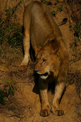 Lion -young male