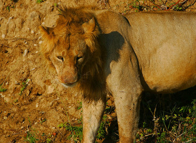 Lion -young male  @ sunrise
