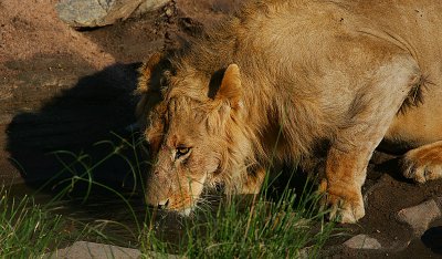 Lion -young male drinking