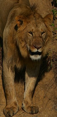 Male Lion headshot