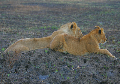 Lion cubs