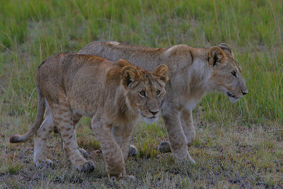 Lion cubs