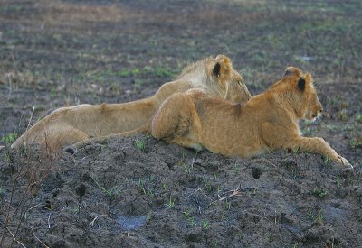 Lion cubs watching zebra