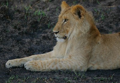 Lion -juvenile male