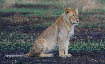 Lion -subadult male