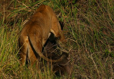 Lioness throttling a wildebeeste