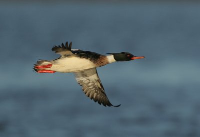 Red-breasted Merganser drake in flight