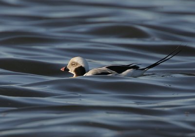 Drake Long-tailed Duck low in the water