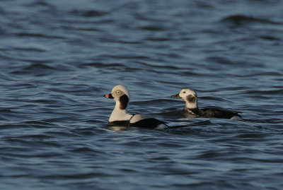 Long-tailed Duck pair