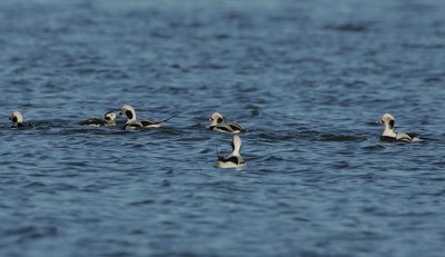 Long-tailed Ducks -displaying group