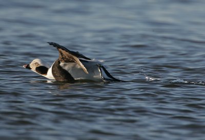 Drake Long-tailed Duck landing