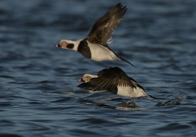Drake Long-tailed Ducks in flight