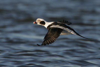Drake Long-tailed Duck in flight
