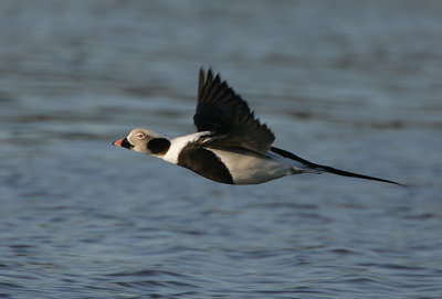 Drake Long-tailed Duck in flight