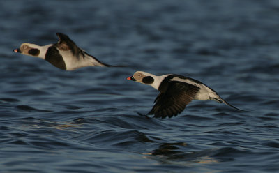 Drake Long-tailed Duck in flight