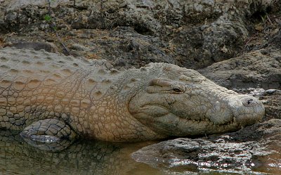 Nile Crocodile giant