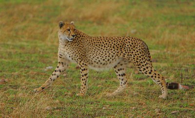 Cheetah -displaced by the appearance of a Hyena