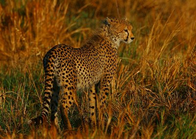 Cheetah - subadult