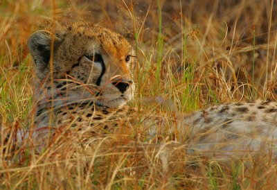 Cheetah close-up