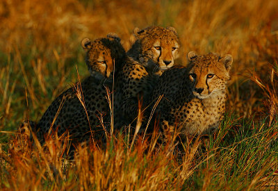 Cheetah -mother & twins