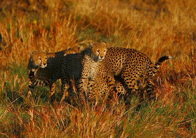 Cheetah family playing