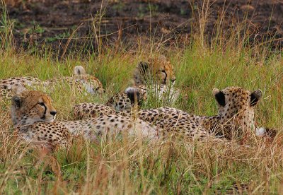 Cheetah family  @ dawn