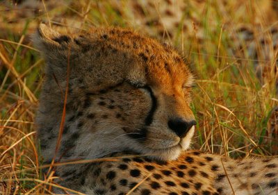 Cheetah female snoozing @ dawn