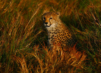 Cheetah in long grass