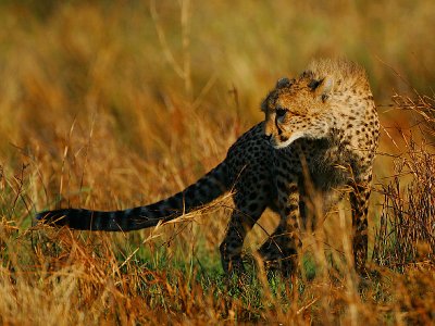 Cheetah juvenile