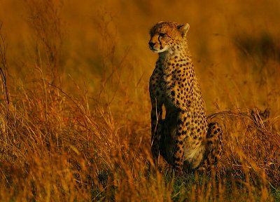 Cheetah @ sunrise