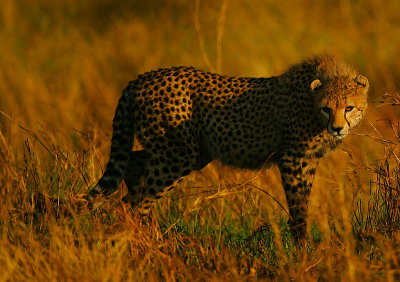 Mara gold