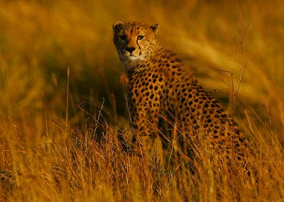 Cheetah mother stands guard