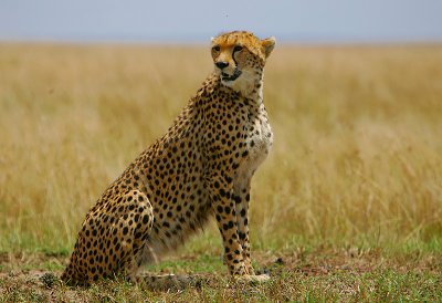 Cheetah mother -ever watchful