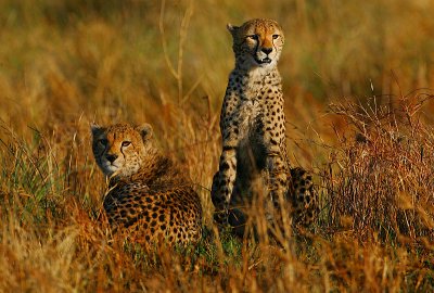 Cheetah mother  & son