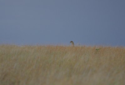 Cheetah scanning the plains