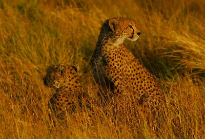 Cheetah vigilance
