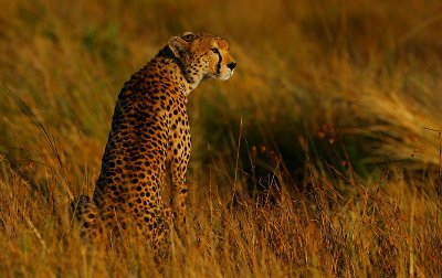 Cheetah watching gazelles