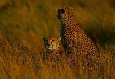 Cheetahs -mother & son