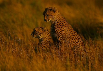 Cheetahs -mother & son