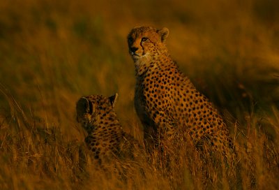 Cheetahs scanning the plains