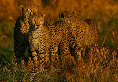 Cheetahs -taste the air