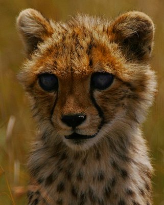 Blind Cheetah cub -a heartbreaking sight!