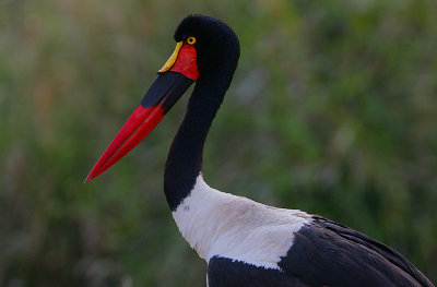 Saddle-billed Stork (Ephippiorhynchus senegalensis)  headshot