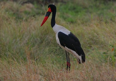 Saddle-billed Stork (Ephippiorhynchus senegalensis)  female