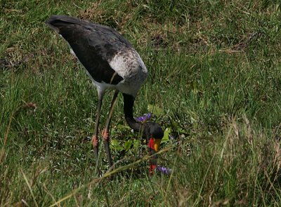 Saddle-billed Stork (Ephippiorhynchus senegalensis) immature