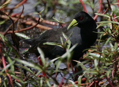 Black Crake (Amaurornis flavirostris)