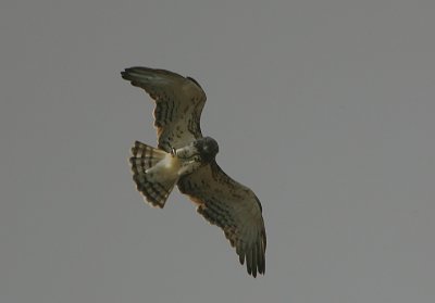 Black-chested Snake Eagle (Circaetus pectoralis) with a snake