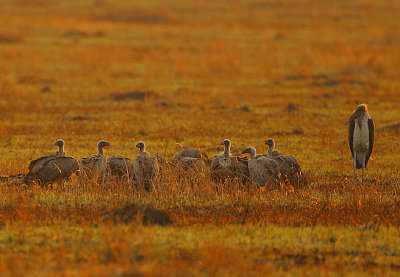 White-backed Vultures (Gyps africanus) at a carcase @ dawn