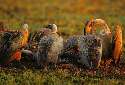 White-backed Vultures (Gyps africanus) on a kill  @ sunrise