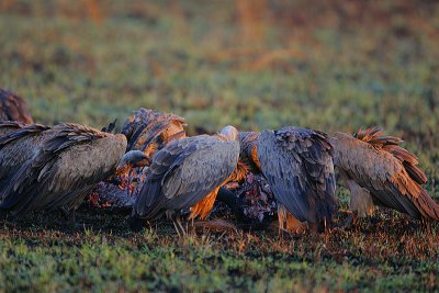 White-backed Vultures (Gyps africanus) on a kill @  sunrise